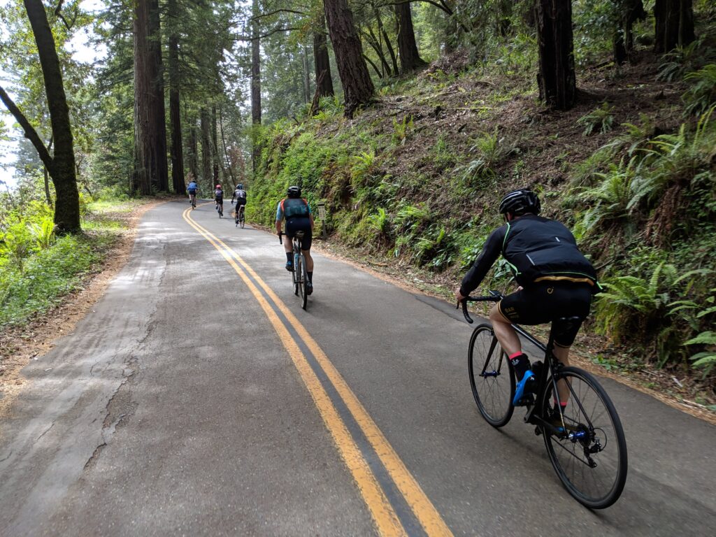 Riders in the redwoods on Lucas Valley Loop